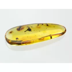 Flower Insect inclusions in Baltic amber fossil stone