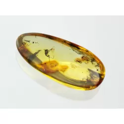 Ant Insect inclusions in Baltic amber fossil stone
