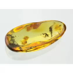 Ant Insect inclusions in Baltic amber fossil stone