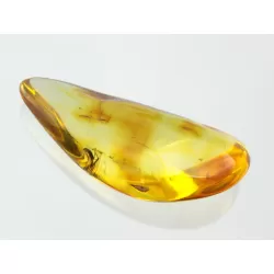Gnat Insect inclusions in Baltic amber fossil stone
