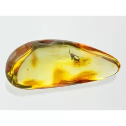 Gnat Insect inclusions in Baltic amber fossil stone