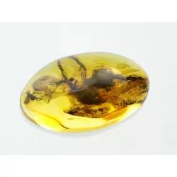 Gnat Insect inclusions in Baltic amber fossil stone