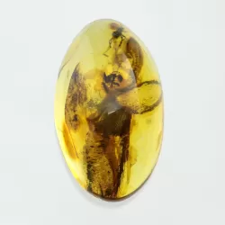 Gnat Insect inclusions in Baltic amber fossil stone