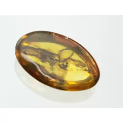 Gnat Insect inclusions in Baltic amber fossil stone