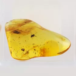 Trapped insect in Baltic amber with magnifying box