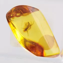 Trapped insect in Baltic amber with magnifying box