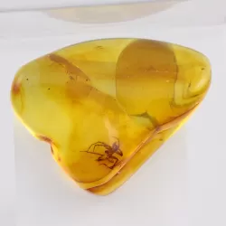 Trapped insect in Baltic amber with magnifying box