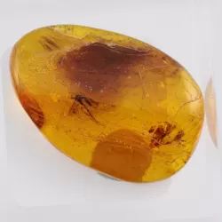 Trapped insect in Baltic amber with magnifying box