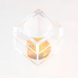 Trapped insect in Baltic amber with magnifying box