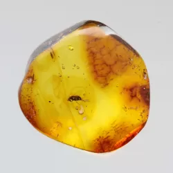 Diptera Insect inclusions in Baltic amber fossil stone