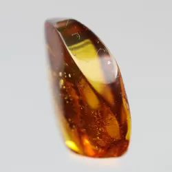 Diptera Insect inclusions in Baltic amber fossil stone