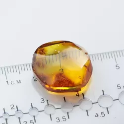 Diptera Insect inclusions in Baltic amber fossil stone