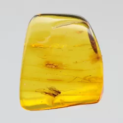 Diptera Insect inclusions in Baltic amber fossil stone