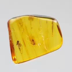 Diptera Insect inclusions in Baltic amber fossil stone