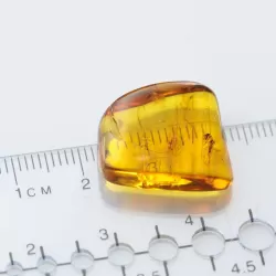 Diptera Insect inclusions in Baltic amber fossil stone