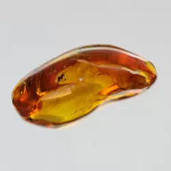 Gnats Insect inclusions in Baltic amber fossil stone