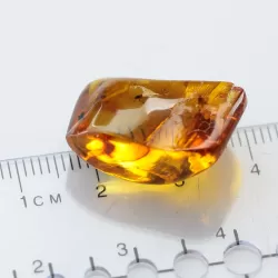 Gnats Insect inclusions in Baltic amber fossil stone