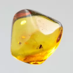 Diptera Insect inclusions in Baltic amber fossil stone