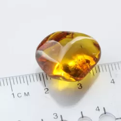 Diptera Insect inclusions in Baltic amber fossil stone