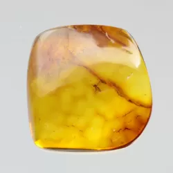 Diptera Insect inclusions in Baltic amber fossil stone