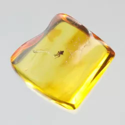 Gnat Insect inclusions in Baltic amber fossil stone