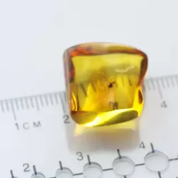 Gnat Insect inclusions in Baltic amber fossil stone