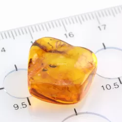 Beetle Insect inclusions in Baltic amber fossil stone