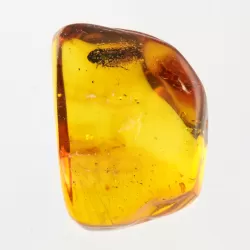 Cicada Insect inclusions in Baltic amber fossil stone