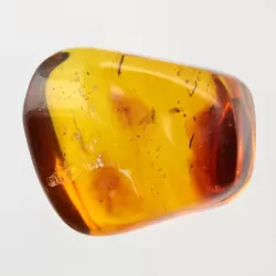 Gnat Insect inclusions in Baltic amber fossil stone