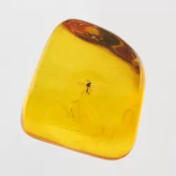 Gnat Insect inclusions in Baltic amber fossil stone