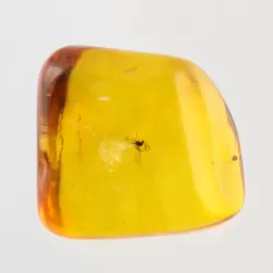 Gnat Insect inclusions in Baltic amber fossil stone