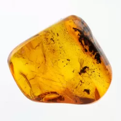 Diptera Insect inclusions in Baltic amber fossil stone