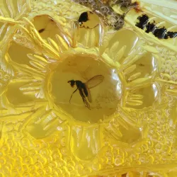 Carved Amulet Baltic amber fossil pendant w insect