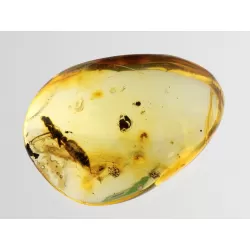 Diptera Insect inclusions in Baltic amber fossil stone