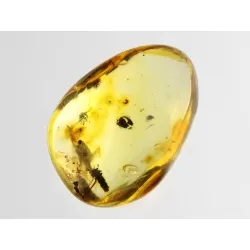 Diptera Insect inclusions in Baltic amber fossil stone