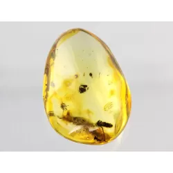 Diptera Insect inclusions in Baltic amber fossil stone