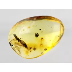 Diptera Insect inclusions in Baltic amber fossil stone