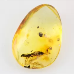Diptera Insect inclusions in Baltic amber fossil stone