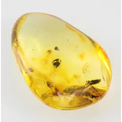 Diptera Insect inclusions in Baltic amber fossil stone