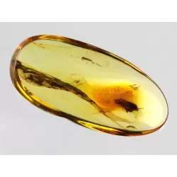 Caddisfly Insect inclusions in Baltic amber fossil stone