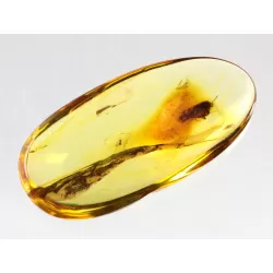 Caddisfly Insect inclusions in Baltic amber fossil stone