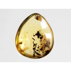 Diptera Insect inclusions in Baltic amber fossil amulet stone