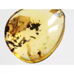 Diptera Insect inclusions in Baltic amber fossil amulet stone