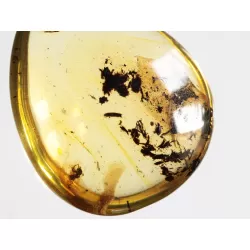 Diptera Insect inclusions in Baltic amber fossil amulet stone