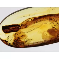 Crane Fly Insect inclusions in Baltic amber fossil amulet stone