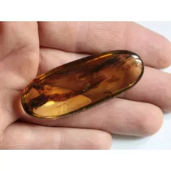 Crane Fly Insect inclusions in Baltic amber fossil amulet stone