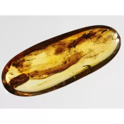 Crane Fly Insect inclusions in Baltic amber fossil amulet stone