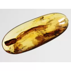 Crane Fly Insect inclusions in Baltic amber fossil amulet stone