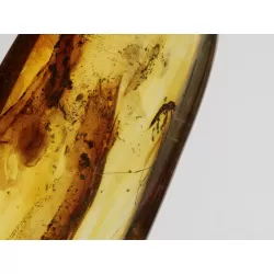 Crane Fly Insect inclusions in Baltic amber fossil amulet stone