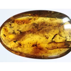 Swarm Insect inclusions in Baltic amber fossil amulet stone